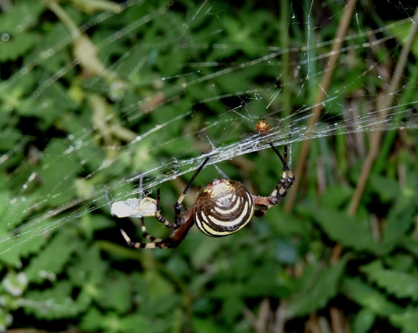 Gli astuti Argyrodes